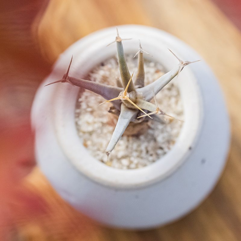 光山实生仙人球多肉植物精品控养Leuchtenbergia principis 光山 - 图1