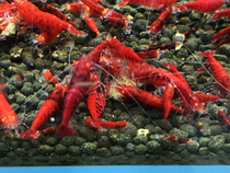 24 TASTE CRYSTAL SHRIMP GOLD EYE FULL RED RED DIAMOND TAIWAN SYSTEM METAL RED PACKET LOSS NO.