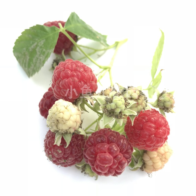 当年结果红黄树莓杯苗阳台窗台露台庭院广东广西海南都可以种,淘宝优惠券,粉丝福利购,淘宝优惠卷