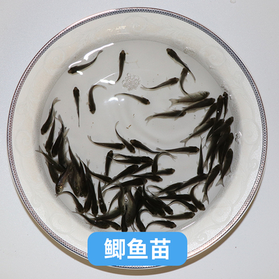 鱼苗活体鲤鱼鲫鱼草鱼青鱼苗龙鱼饲料泥鳅苗鳄龟乌龟开口粮小鱼苗-图0