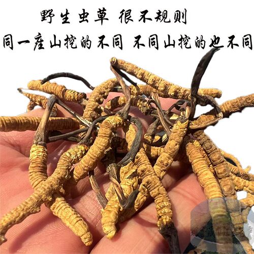 西藏顺丰包邮5克 西藏那曲虫草 冬虫夏草野生 纯野生虫草童叟无欺 - 图2