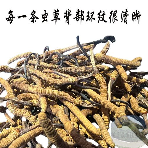 西藏顺丰包邮5克 西藏那曲虫草 冬虫夏草野生 纯野生虫草童叟无欺 - 图0