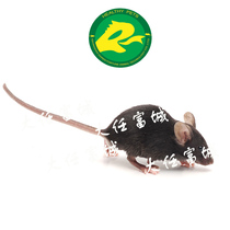 C57BL C57BL 6J Miche little black rat experiment with rat medicine with rat