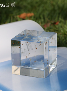 NEWKNG流晶蒲公英植物标本高透