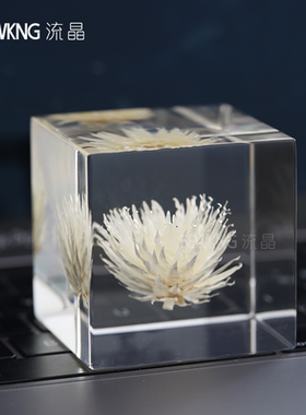 植物标本亚克力桌面摆件送礼