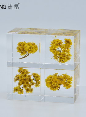 NEWKNG流晶小球菊永生花植物标本