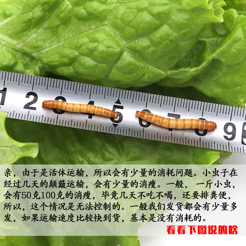 包邮面包虫黄粉虫活体守宫画眉角蛙饲料蜥蜴营养食物足量鲜活健康 - 图0