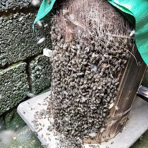 蜂桶养殖新款土养蜜蜂群圆桶招引诱分锋工具刺高山峡峰通疯薄款桶 - 图1