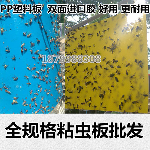 粘虫板黄板双面诱虫蓝板纸贴黄色黏沾小飞虫果园大棚园艺蓟马除虫 - 图2