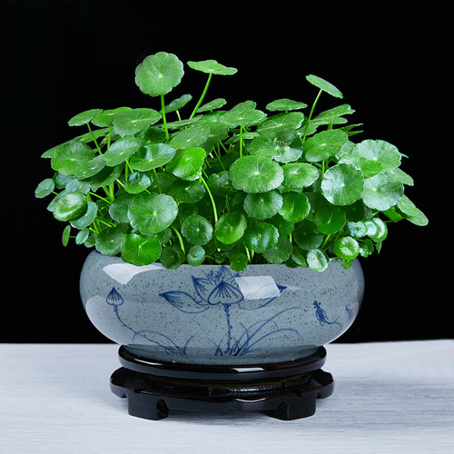 铜钱草盆景大叶水培植物花卉好养室内盆栽客厅水养金钱草桌面绿植 - 图3