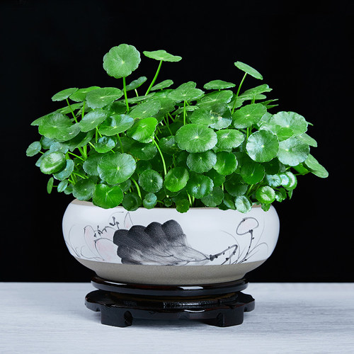 铜钱草盆景大叶水培植物花卉好养室内盆栽客厅水养金钱草桌面绿植 - 图2