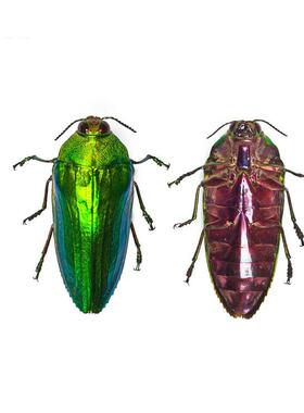 卡斯特诺迪吉丁 Callopistus castelnaudi 未整姿原虫 A1/A- E014