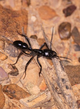长足恐猛蚁 Dinoponera longipes 进口真昆虫标本未整姿原虫 G022