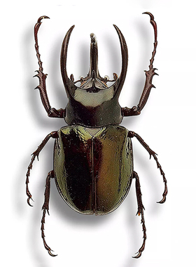 南洋大兜虫 Chalcosoma Atlas Keyboh 未整姿原虫真昆虫标本