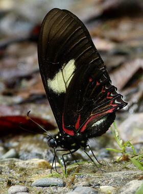 Heliconius Pausianus 海神袖蝶蓝色 未展翅原蝶 真蝴蝶标本 C028