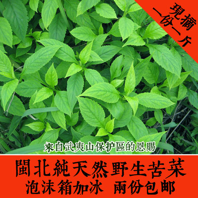 当天新鲜采摘野生苦菜苦斋婆酱败草野菜煲汤2斤包邮 虎窝淘