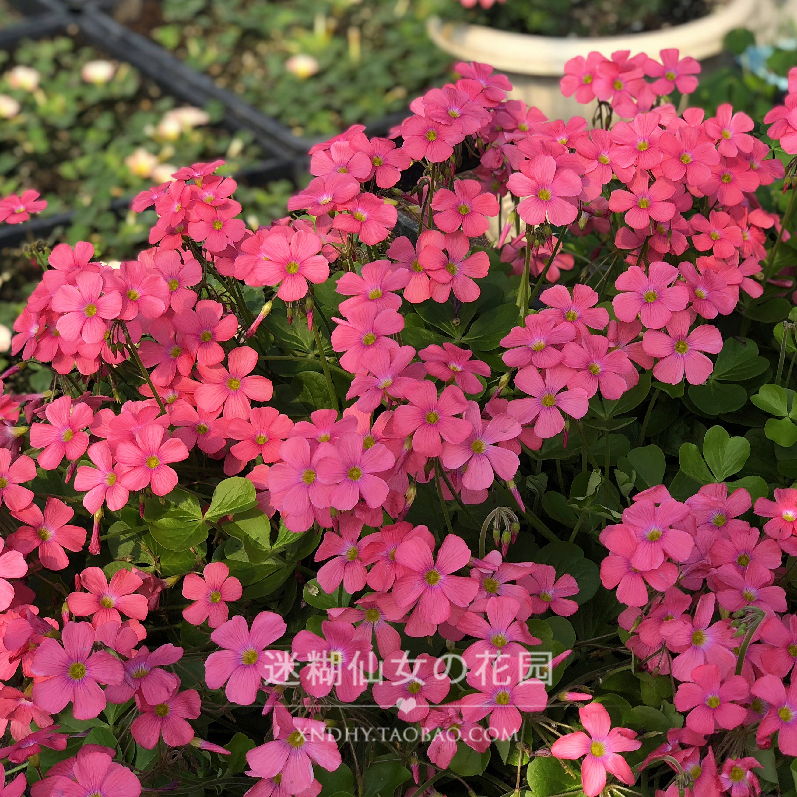 【早花合集3-饼酢】酢浆草种球根森林之眼蛋蛋粉大饼草莓曲奇二饼-图3