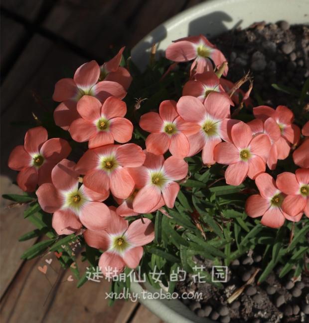 迷糊仙女家【西柚 Oxalis Grapefruit早花】秋植酢浆草种球多年生 - 图1