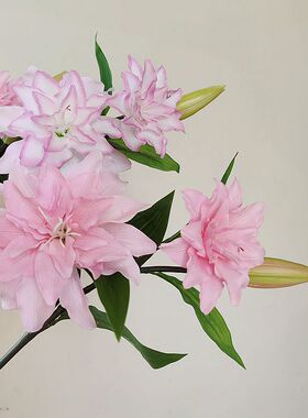 星期6重瓣室内中国百合枝粉手感1
