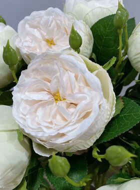 靓靓玫瑰手捧中国奥斯汀1束1娟花1