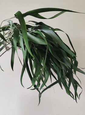北欧风高质手感仿真植物软胶大枝尤加利桉树叶橄榄叶落地装饰花艺