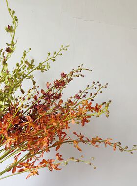 仿真珊瑚兰花红色千代兰跳舞兰客厅插花婚庆道具万代兰花拍摄道具
