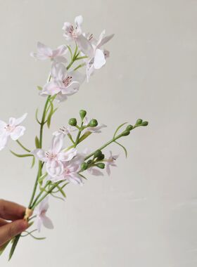 高品质小飞燕 小众蓝色花材 静谧蓝 迷人的小配花 拍摄道具 飞燕