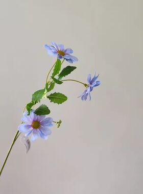 星期插花手捧中国菊枝紫娟1