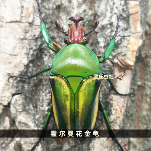 白条绿花金龟成虫白条紫花金龟幼虫对虫纯血宠物昆虫活体甲虫科普 - 图2
