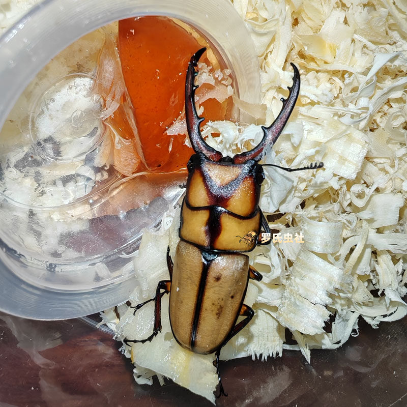 Y纹锯锹形虫两点赤锯锹甲成虫孔夫子PGK长颈鹿锯锹幼虫宠物昆甲虫,淘宝优惠券,粉丝福利购,淘宝优惠卷