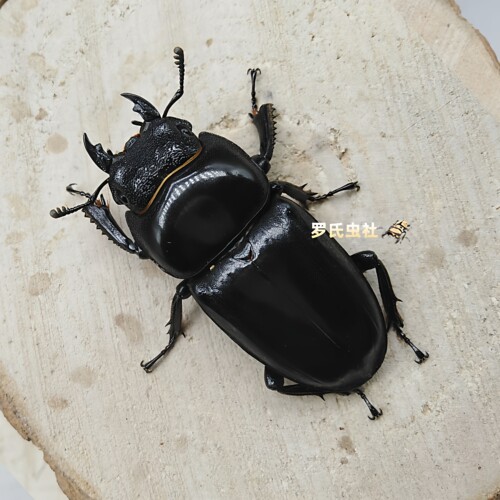 中国大扁锹形虫中华扁锹甲L3幼虫中扁成虫对虫宠物昆虫甲虫活体仙 - 图2