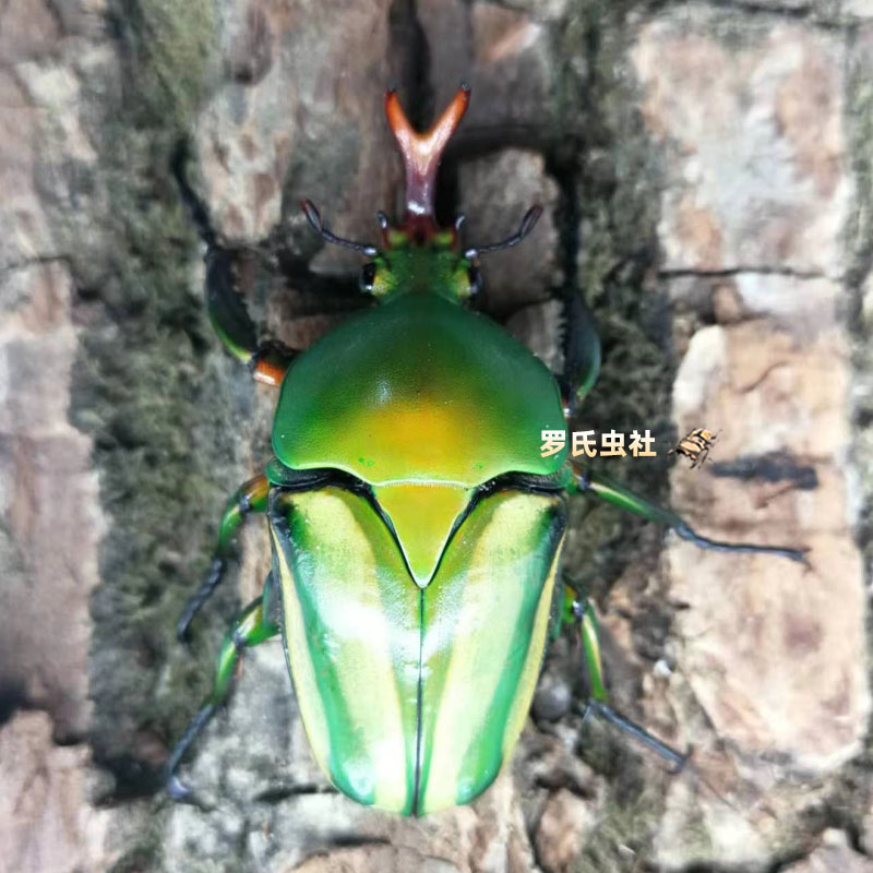 莫尔加尼花金龟成虫非洲金龟幼虫套餐宠物昆虫甲虫锹甲独角仙活体-图1