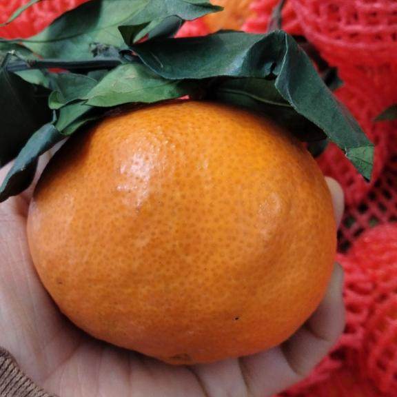 正宗四川红美人柑橘新鲜当季薄皮水果桔子爱媛28号果冻橙子礼盒装,淘宝优惠券,粉丝福利购,淘宝优惠卷