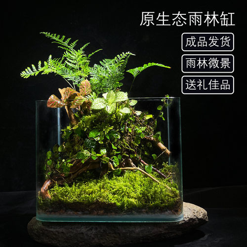 (热带雨林）苔藓植物微景观生态瓶玻璃花房创意办公绿植盆栽生日 - 图1