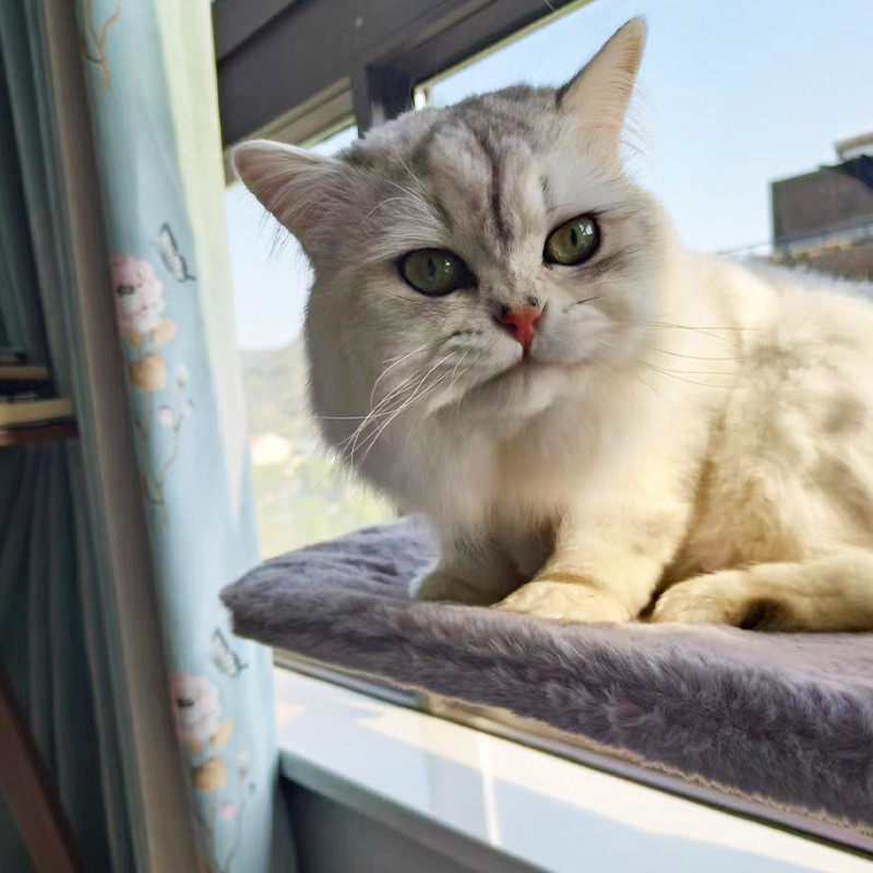 厂家供应吸盘式窗台窗户秋千挂床四季冬季保暖猫吊床宠物窝,淘宝优惠券,粉丝福利购,淘宝优惠卷