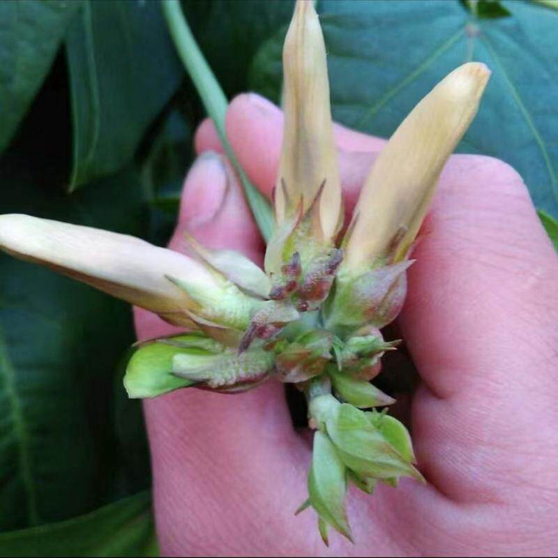 多功能营养控梢控旺叶面肥肽前花后控旺桶肥代替多效唑蛋白花,淘宝优惠券,粉丝福利购,淘宝优惠卷