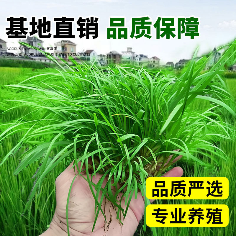 水培石菖蒲苗鱼池龟缸造景水草好养易活盆栽养龟绿植附石四季常青,淘宝优惠券,粉丝福利购,淘宝优惠卷