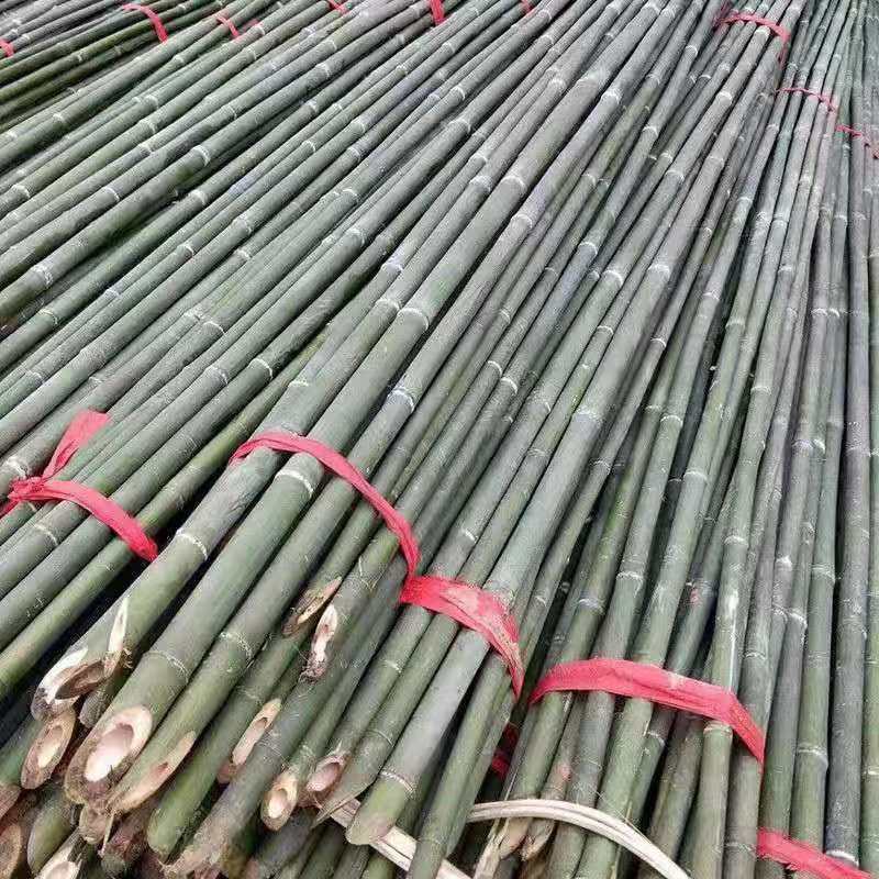 竹竿菜园搭架蔬菜爬藤竹杆豆角杆黄瓜竹子杆彩旗架篱笆栅栏细竹子,淘宝优惠券,粉丝福利购,淘宝优惠卷