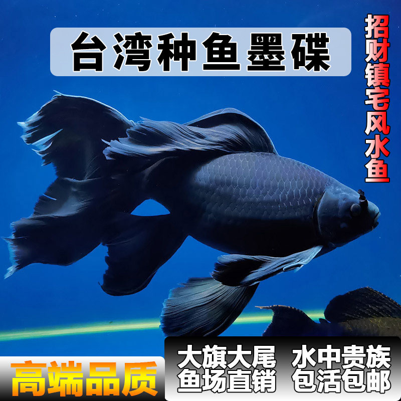 台湾蝴蝶鲤冷水观赏鱼短体大鳍大尾贵妃球体好养淡水鱼包活包邮 - 图2