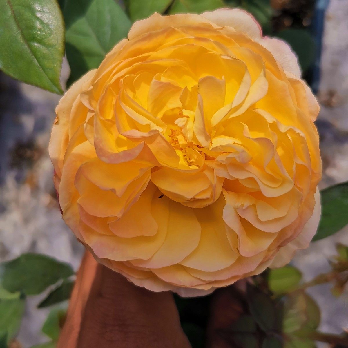 嫁接庭院月季树桩高杆树形树状大花双色藤本月季浓香庭院棒棒糖,淘宝优惠券,粉丝福利购,淘宝优惠卷