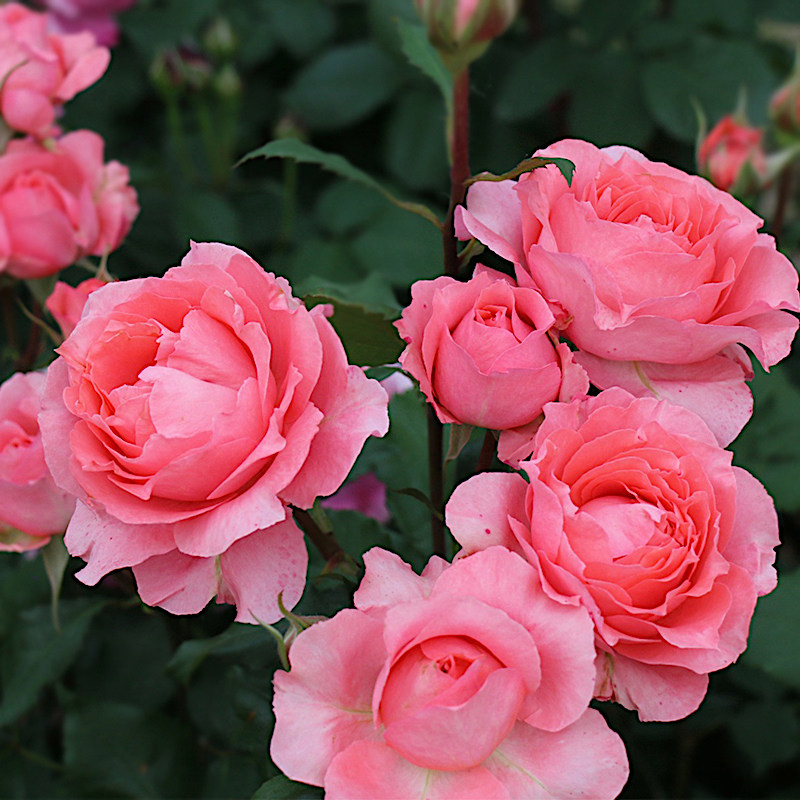 珊瑚果冻月季抗病丰花馥郁香气耐寒耐旱分枝性好室内盆栽玫瑰花,淘宝优惠券,粉丝福利购,淘宝优惠卷