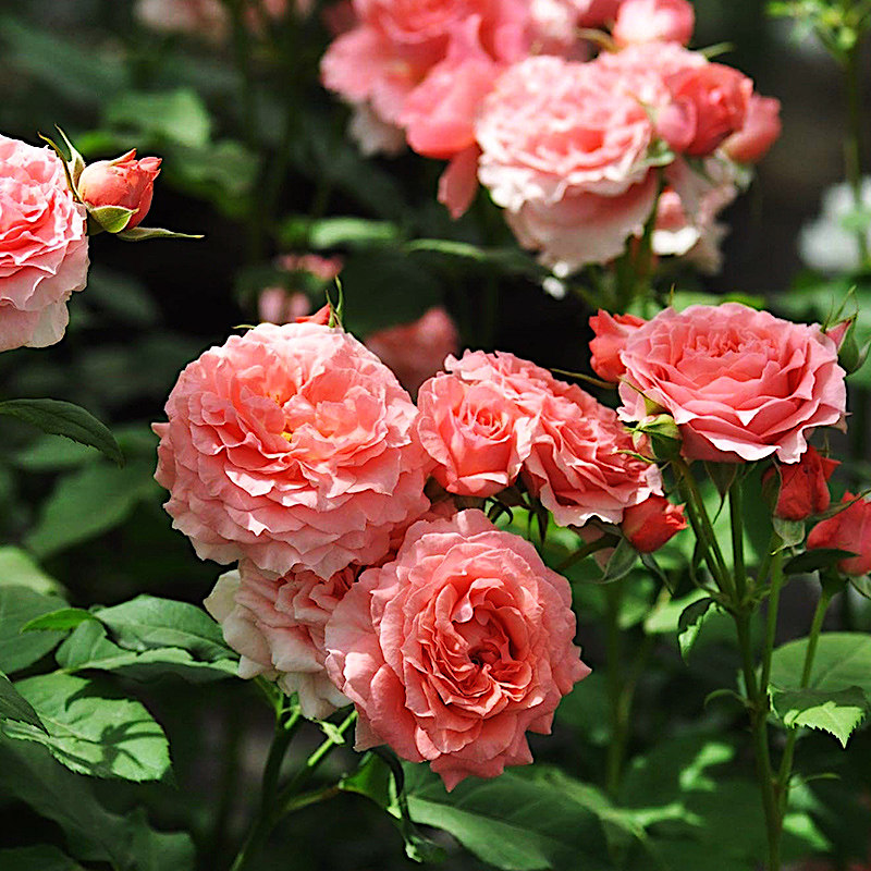 珊瑚果冻月季抗病丰花馥郁香气耐寒耐旱分枝性好室内盆栽玫瑰花,淘宝优惠券,粉丝福利购,淘宝优惠卷