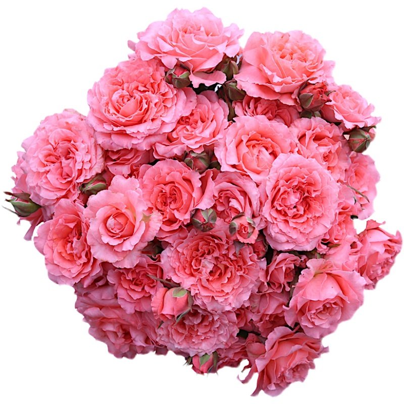 珊瑚果冻月季抗病丰花馥郁香气耐寒耐旱分枝性好室内盆栽玫瑰花,淘宝优惠券,粉丝福利购,淘宝优惠卷