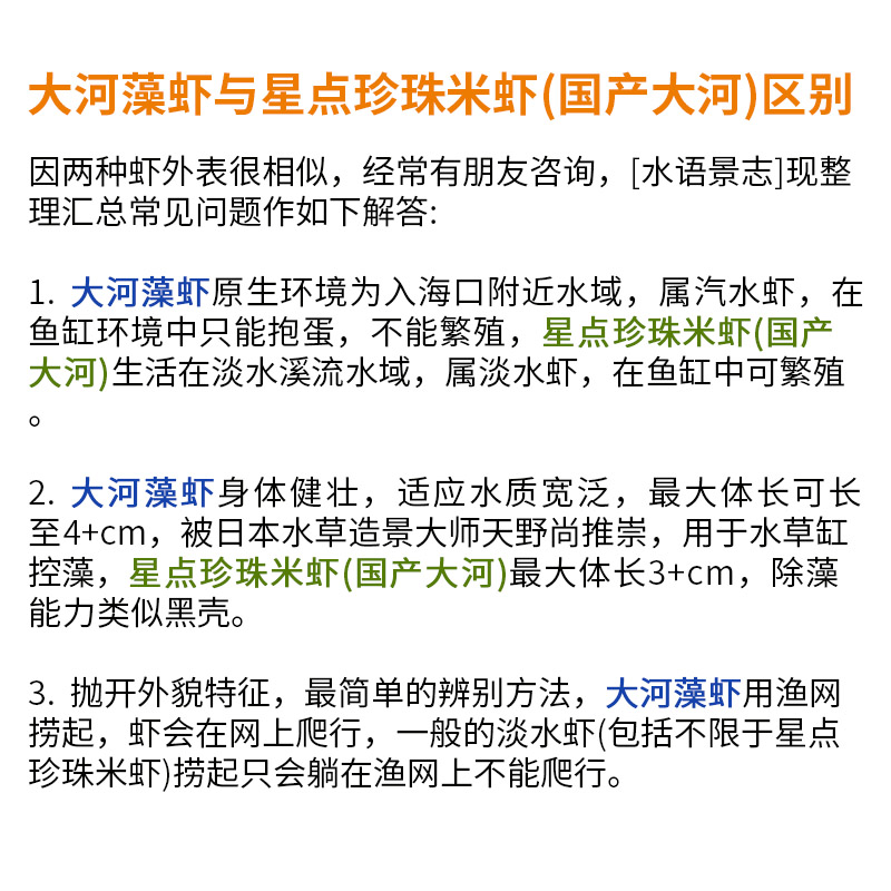 台湾进口大河藻虾除藻大和草缸大禾虾工具丝克星刚毛水族水族 - 图1