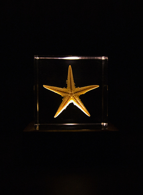 海星摆件工艺品格格物创意礼物