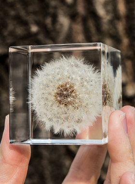标本系列蒲公英立方体桌面摆件