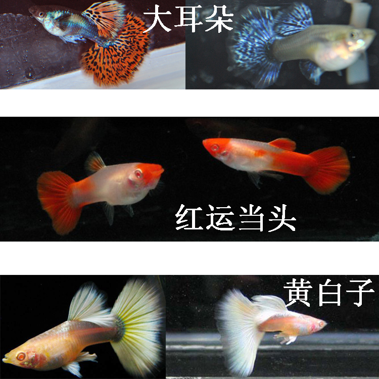 水族孔雀鱼活体自家繁殖热带观赏鱼淡水草缸群游凤尾鱼苗套餐纯系-图2