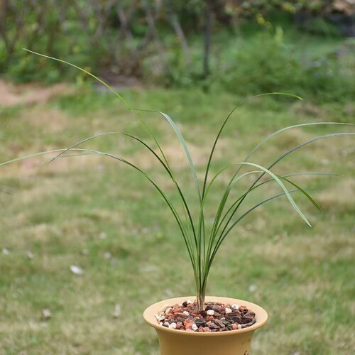 细叶寒兰4苗包邮绿植花卉兰花苗冬天开花植物盆栽浓香 - 图3