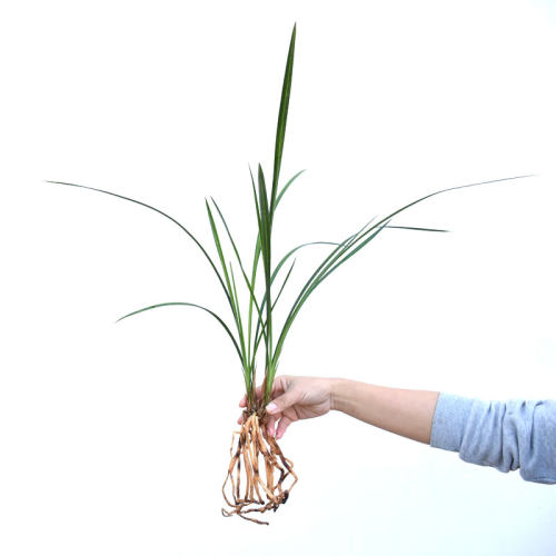 细叶寒兰4苗包邮绿植花卉兰花苗冬天开花植物盆栽浓香 - 图2