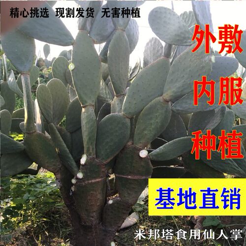厚片墨西哥米邦塔食用仙人掌 美容仙人掌盆栽外敷仙人掌种植内服 - 图2